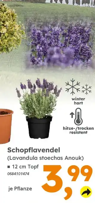 Globus Baumarkt Schopflavendel (Lavandula stoechas Anouk) Angebot