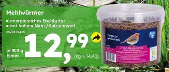 Globus Baumarkt Mehlwürmer Angebot