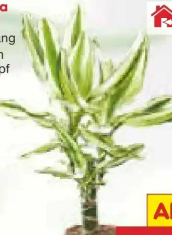 Netto Marken-Discount Dracena Angebot