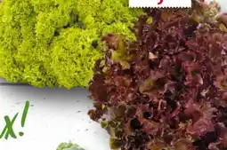 Handelshof Lollo Rosso Angebot