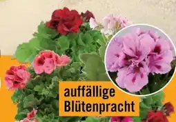 Hornbach FloraSelf Edelgeranie Angebot