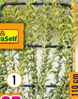 Hornbach FloraSelf Gold-Liguster Aureum Angebot