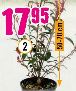 Hornbach FloraSelf Glanzmispel Robusta Compacta Angebot