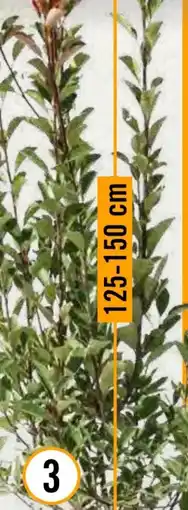 Hornbach FloraSelf Glanzmispel Pink Marble Angebot