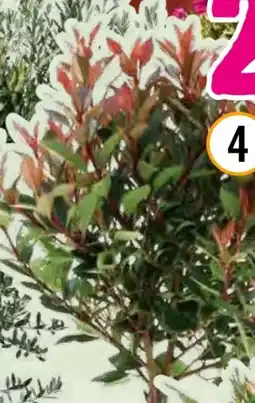 Hornbach FloraSelf Glanzmispel Stämmchen Angebot