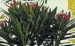 Hornbach Oleander Angebot