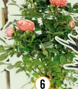 Hornbach FloraSelf Rosen-Mix Angebot