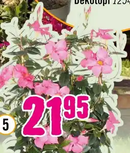 Hornbach FloraSelf Dipladenie Angebot