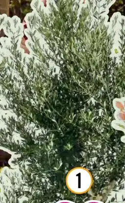 Hornbach FloraSelf Olivenbaum Arbequina Angebot