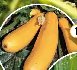 Hornbach Bio-Zucchini Angebot