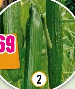 Hornbach Pflanzen Bio-Salatgurke Angebot