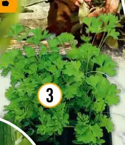 Hornbach Bio Petersilie glatt & kraus Angebot