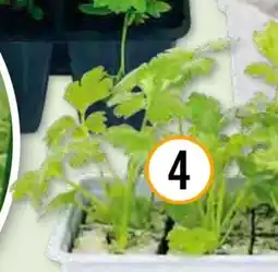 Hornbach FloraSelf Bio Knollensellerie Angebot