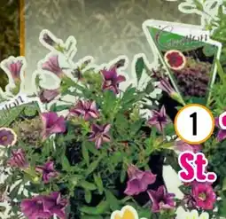 Hornbach FloraSelf Zauberglöckchen Million Bells Angebot