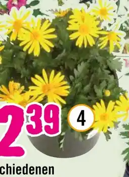 Hornbach FloraSelf Gelbe Strauchmagerite Angebot