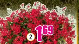 Hornbach FloraSelf Hängegeranie Angebot