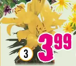 Hornbach Asiatische Lilien Angebot