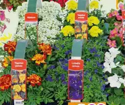 Hornbach FloraSelf Blühende Beet-und Balkonpflanzen Angebot
