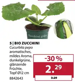 Dehner Bio zucchini Angebot