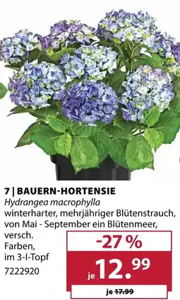 Dehner Bauern-hortensie Angebot