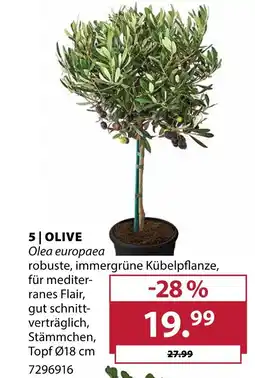 Dehner Olive Angebot