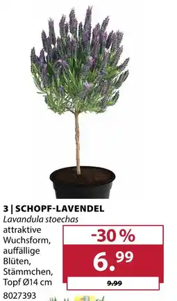 Dehner Schopf-lavendel Angebot