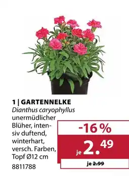 Dehner Gartennelke Angebot