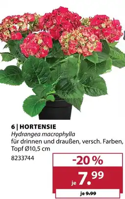 Dehner Hortensie Angebot