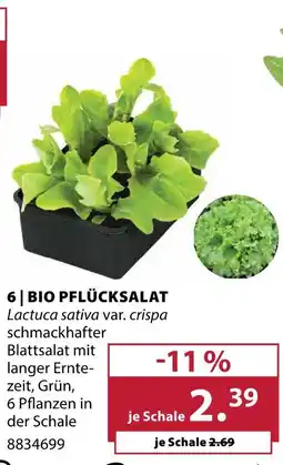 Dehner Bio pflücksalat Angebot