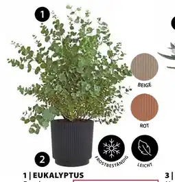 Dehner Eukalyptus Angebot