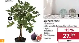 Dehner Echte feige Angebot