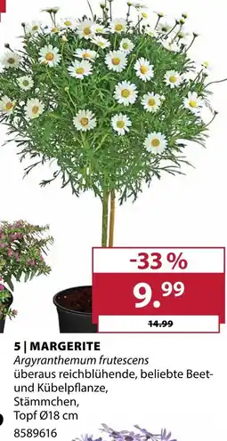 Dehner Margerite Angebot