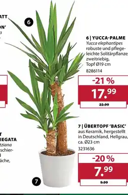 Dehner Yucca-palme Angebot