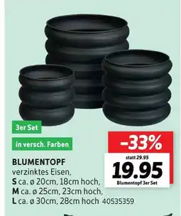 SCONTO Blumentopf Angebot