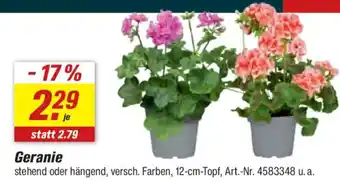 toom Baumarkt Geranie Angebot