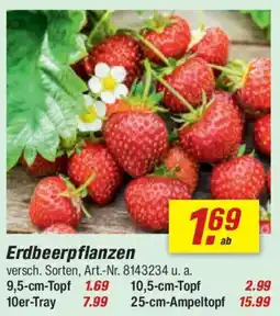 toom Baumarkt Erdbeerpflanzen Angebot