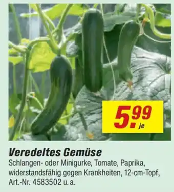 toom Baumarkt Veredeltes Gemüse Angebot