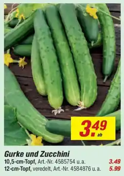 toom Baumarkt Gurke und Zucchini Angebot