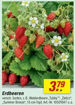 toom Baumarkt Erdbeeren Angebot