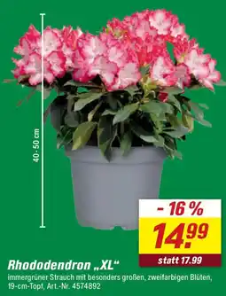 toom Baumarkt Rhododendron „,XL" Angebot
