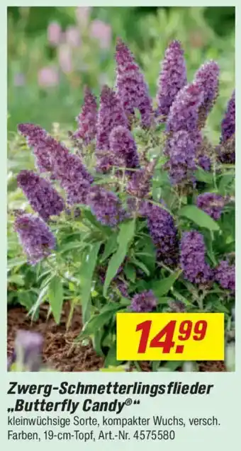 toom Baumarkt Zwerg-Schmetterlings flieder ,,Butterfly Candy" Angebot