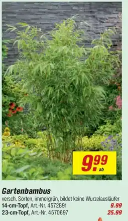 toom Baumarkt Gartenbambus Angebot