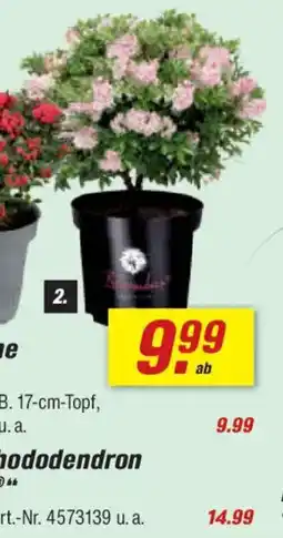 toom Baumarkt 2. Zwerg-Rhododendron ,,Bloombux" Angebot
