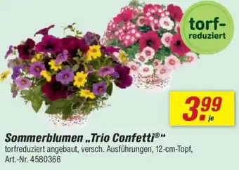 toom Baumarkt Sommerblumen,,Trio Confetti" Angebot