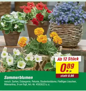 toom Baumarkt Sommerblumen Angebot
