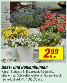 toom Baumarkt Beet-und Balkonblumen Angebot