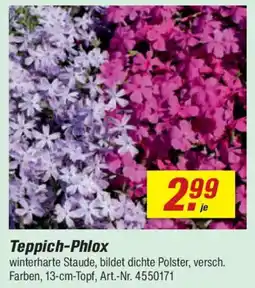 toom Baumarkt Teppich-Phlox Angebot