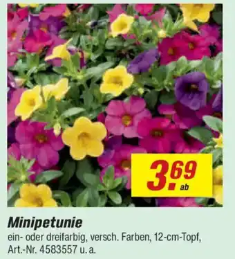 toom Baumarkt Minipetunie Angebot