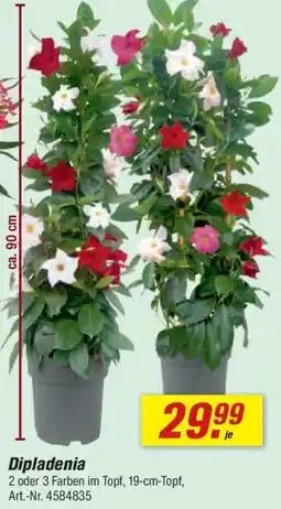 toom Baumarkt Dipladenia Angebot