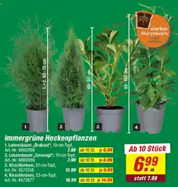 toom Baumarkt Immergrüne Heckenpflanzen Angebot